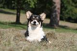 CORGI PEMBROKE 247